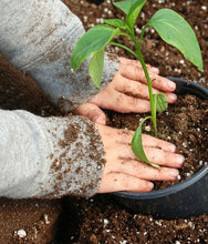"Chi semina …raccoglie" - Gioco educativo con componenti biologici e naturali