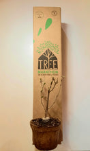 CILIEGIO Tree Marathon + vaso unico di Terra Verde