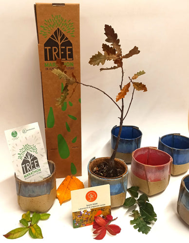 ACERO Tree Marathon + vaso unico di Terra Verde