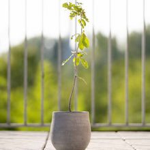 QUERCIA Tree Marathon + vaso unico di Terra Verde