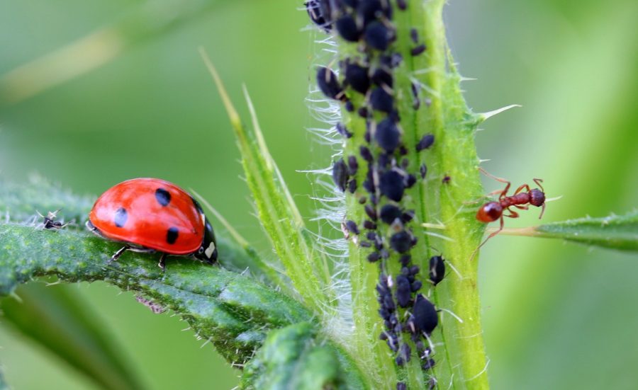 Coccinelle - predatori di afidi