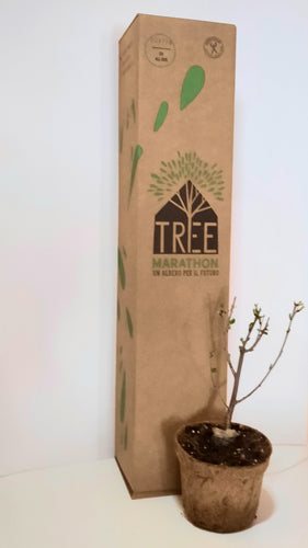 Tree Marathon - ciliegio 1 pz