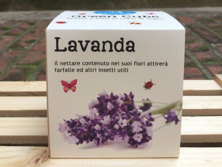 GREEN CUBE - LAVANDA, piante e fiori in cubi di legno