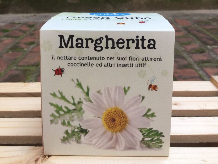 GREEN CUBE - MARGHERITA, piante e fiori in cubi di legno